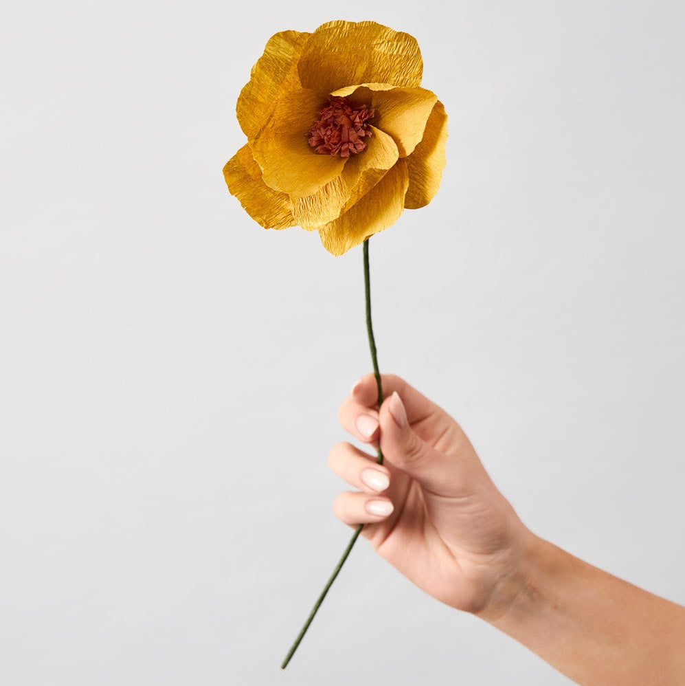 Papirblomst - Windflower - Ochre