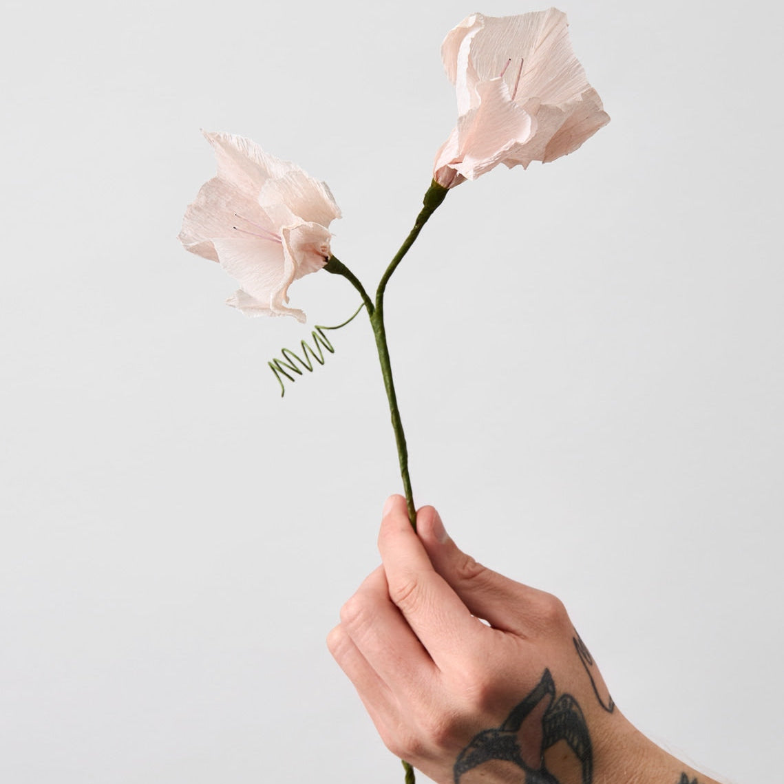 Papirblomst - Morning Glory - Rose