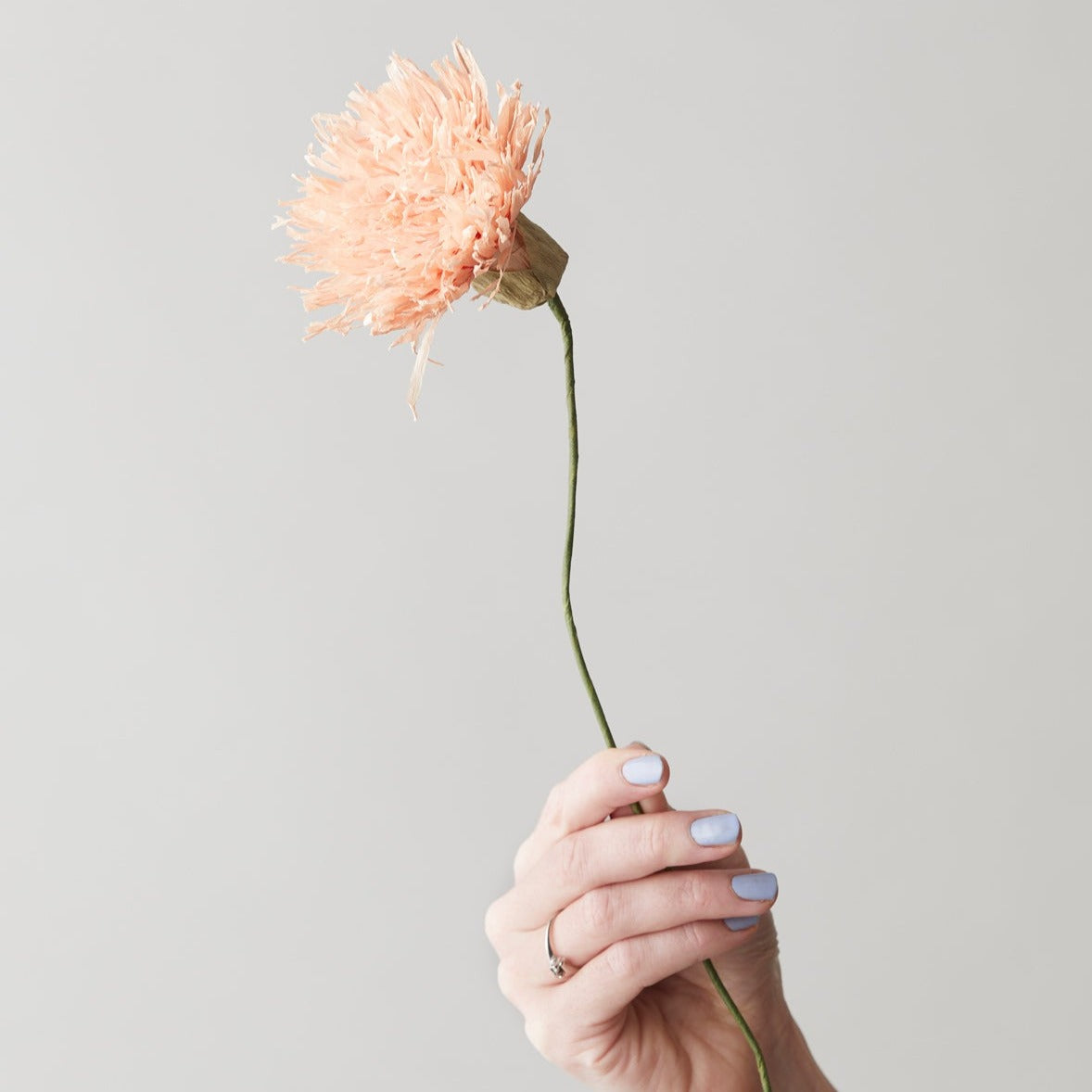 Papirblomst - Chrysanthemum - Nude
