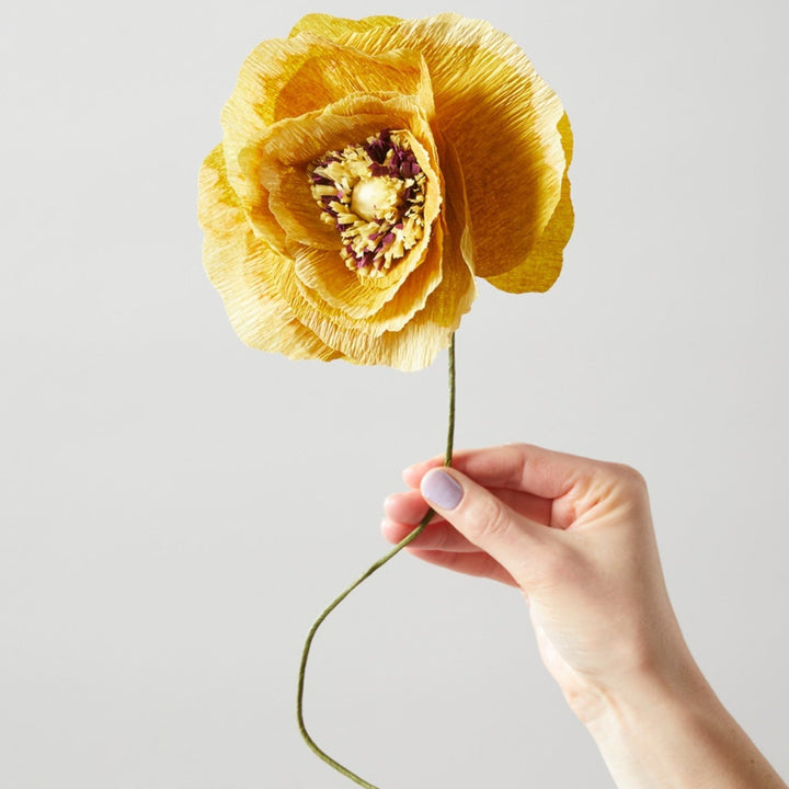 Papirblomst - Ice poppy - Ochra