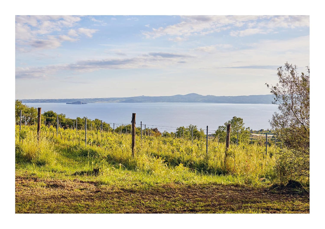 How to Drink Natural Wine