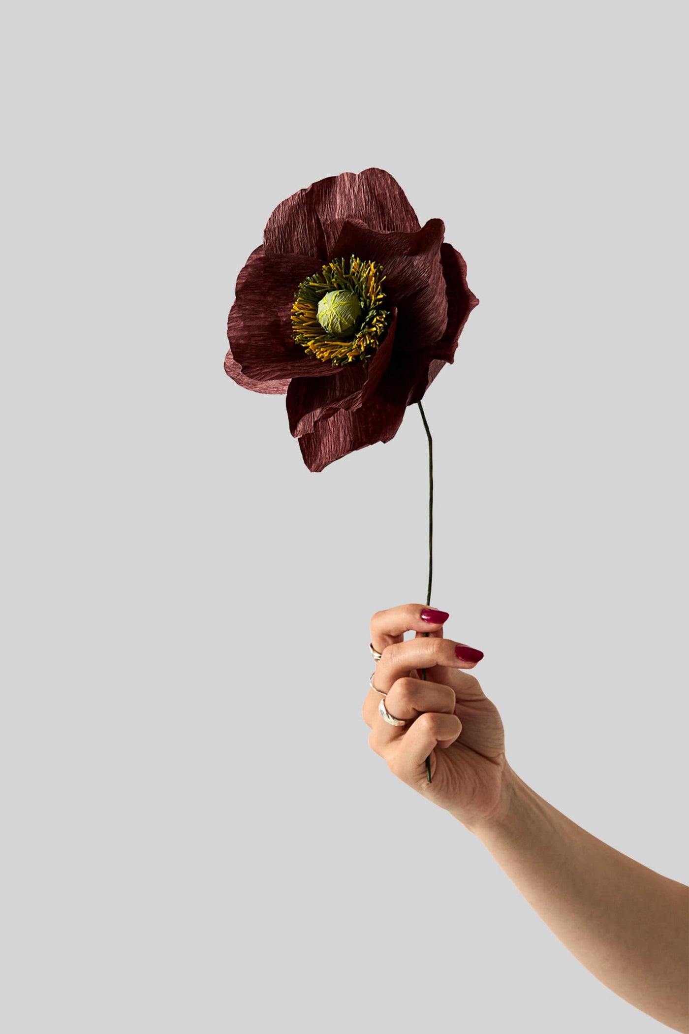 Papirblomst - Papaver - Brown